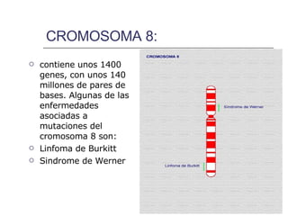 CROMOSOMA 8: contiene unos 1400 genes, con unos 140 millones de pares de bases. Algunas de las enfermedades asociadas a mutaciones del cromosoma 8 son: Linfoma de Burkitt  Sindrome de Werner  