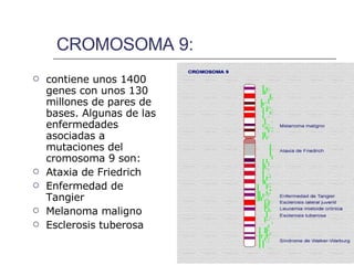 CROMOSOMA 9: contiene unos 1400 genes con unos 130 millones de pares de bases. Algunas de las enfermedades asociadas a mutaciones del cromosoma 9 son:  Ataxia de Friedrich Enfermedad de Tangier Melanoma maligno Esclerosis tuberosa  