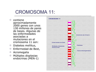 CROMOSOMA 11: contiene aproximadamente 2000 genes con unos 130 millones de pares de bases. Algunas de las enfermedades asociadas a mutaciones en el cromosoma 11 son:  Diabetes mellitus,  Enfermedad de Best,  Acromegalia  Múltiples displasias endocrinas (MEN-1)   