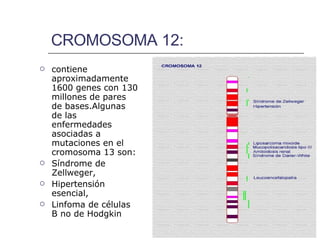 CROMOSOMA 12: contiene aproximadamente 1600 genes con 130 millones de pares de bases.Algunas de las enfermedades asociadas a mutaciones en el cromosoma 13 son: Síndrome de Zellweger,  Hipertensión esencial,  Linfoma de células B no de Hodgkin   