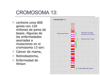 CROMOSOMA 13: contiene unos 800 genes con 120 millones de pares de bases. Algunas de las enfermedades asociadas a mutaciones en el cromosoma 13 son:  Cáncer de mama,  Retinobastoma,  Enfermedad de Wilson   