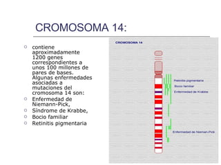 CROMOSOMA 14: contiene aproximadamente 1200 genes correspondientes a unos 100 millones de pares de bases. Algunas enfermedades asociadas a mutaciones del cromosoma 14 son: Enfermedad de Niemann-Pick,  Síndrome de Krabbe,  Bocio familiar  Retinitis pigmentaria   