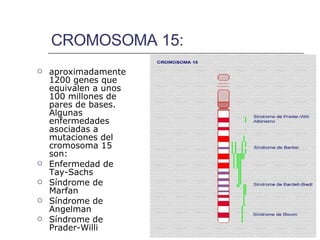 CROMOSOMA 15: aproximadamente 1200 genes que equivalen a unos 100 millones de pares de bases. Algunas enfermedades asociadas a mutaciones del cromosoma 15 son:  Enfermedad de Tay-Sachs Síndrome de Marfan Síndrome de Angelman Síndrome de Prader-Willi   