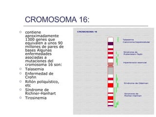 CROMOSOMA 16: contiene aproximadamente 1300 genes que equivalen a unos 90 millones de pares de bases Algunas enfermedades asociadas a mutaciones del cromosoma 16 son:  Talasemia Enfermedad de Crohn  Riñón poliquístico, etc Síndrome de Richner-Hanhart  Tirosinemia  