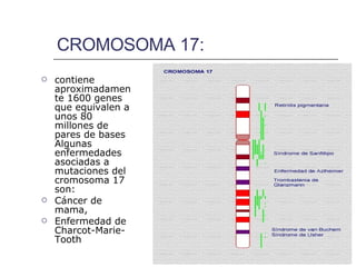CROMOSOMA 17: contiene aproximadamente 1600 genes que equivalen a unos 80 millones de pares de bases Algunas enfermedades asociadas a mutaciones del cromosoma 17 son:  Cáncer de mama,  Enfermedad de Charcot-Marie-Tooth   