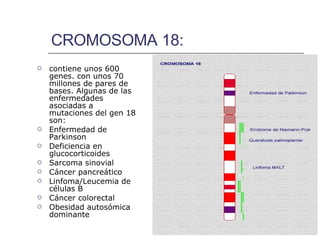 CROMOSOMA 18: contiene unos 600 genes. con unos 70 millones de pares de bases. Algunas de las enfermedades asociadas a mutaciones del gen 18 son:  Enfermedad de Parkinson Deficiencia en glucocorticoides Sarcoma sinovial  Cáncer pancreático Linfoma/Leucemia de células B Cáncer colorectal  Obesidad autosómica dominante   