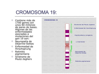 CROMOSOMA 19: Contiene más de 1700 genes con unos 60 millones de pares de bases. Algunas de las enfermedades asociadas a mutaciones del gen 19 son:  Neuropatía de Déjerine-Sottas Enfermedad de Hirschsprung Retinitis pigmentaria Síndrome de Peutz-Jeghers   