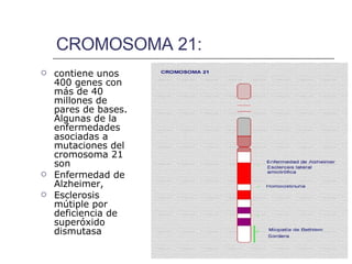 CROMOSOMA 21: contiene unos 400 genes con más de 40 millones de pares de bases. Algunas de la enfermedades asociadas a mutaciones del cromosoma 21 son  Enfermedad de Alzheimer,  Esclerosis mútiple por deficiencia de superóxido dismutasa   