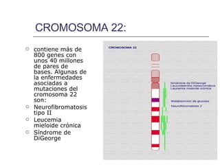 CROMOSOMA 22: contiene más de 800 genes con unos 40 millones de pares de bases. Algunas de la enfermedades asociadas a mutaciones del cromosoma 22 son: Neurofibromatosis tipo II Leucemia mieloide crónica Síndrome de DiGeorge   