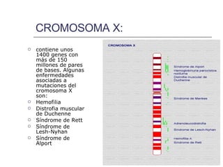 CROMOSOMA X: contiene unos 1400 genes con más de 150 millones de pares de bases. Algunas enfermedades asociadas a mutaciones del cromosoma X son: Hemofilia Distrofia muscular de Duchenne Síndrome de Rett Síndrome de Lesh-Nyhan  Síndrome de Alport   