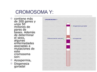 CROMOSOMA Y: contiene más de 200 genes y unos 50 millones de pares de bases. Además de determinar el sexo, algunas enfermedades asociadas a mutaciones de este cromosoma son: Azospermia, Disgenesia gonadal   