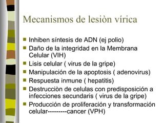 Mecanismos de lesiòn vírica
   Inhiben síntesis de ADN (ej polio)
   Daño de la integridad en la Membrana
    Celular (VIH)
   Lisis celular ( virus de la gripe)
   Manipulación de la apoptosis ( adenovirus)
   Respuesta inmune ( hepatitis)
   Destrucciòn de celulas con predisposición a
    infecciones secundaris ( virus de la gripe)
   Producción de proliferación y transformación
    celular---------cancer (VPH)
 