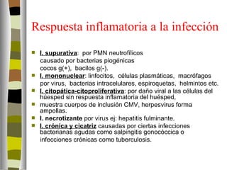 Respuesta inflamatoria a la infección
   I. supurativa: por PMN neutrofílicos
    causado por bacterias piogénicas
    cocos g(+), bacilos g(-).
   I. mononuclear: linfocitos, células plasmáticas, macrófagos
    por virus, bacterias intracelulares, espiroquetas, helmintos etc.
   I. citopática-citoproliferativa: por daño viral a las células del
    húesped sin respuesta inflamatoria del huésped,
   muestra cuerpos de inclusión CMV, herpesvirus forma
    ampollas.
   I. necrotizante por virus ej: hepatitis fulminante.
   I. crónica y cicatriz causadas por ciertas infecciones
    bacterianas agudas como salpingitis gonocóccica o
    infecciones crónicas como tuberculosis.
 
