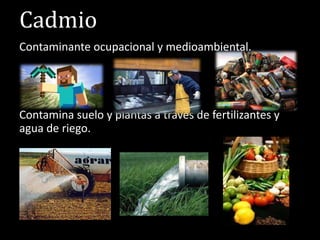 Cadmio 
Contaminante ocupacional y medioambiental. 
Contamina suelo y plantas a través de fertilizantes y 
agua de riego. 
 