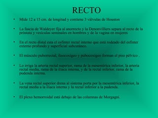 RECTO
• Mide 12 a 15 cm. de longitud y contiene 3 válvulas de Houston
• La fascia de Waldeyer fija al anorrecto y la Denonvilliers separa al recto de la
próstata y vesículas seminales en hombres y de la vagina en mujeres
• En el recto distal esta el esfínter rectal interno que está rodeado del esfínter
externo profundo y superficial subcutáneo.
• El músculo puborrectal, ileocoxígeo y pubocoxígeo forman el piso pélvico .
• Lo irriga la arteria rectal superior, rama de la mesentérica inferior, la arteria
rectal media, rama de la iliaca interna, y de la rectal inferior, rama de la
pudenda interna.
• La vena rectal superior drena al sistema porta por la mesentérica inferior, la
rectal media a la iliaca interna y la rectal inferior a la pudenda.
• El plexo hemorroidal está debajo de las columnas de Morgagni.
 