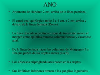 ANO
• Anorrecto de Harkins: 2 cm. arriba de la línea pectínea.
• El canal anal quirúrgico mide 2 a 4 cm. a 2 cm. arriba y
debajo de la línea dentada (Rowe).
• La línea dentada o pectínea o zona de transición marca el
margen entre epitelios mucoso columnar rectal y escamoso
anal.
• De la línea dentada nacen las columnas de Morgagni (5 a
10) que parten de las criptas anales (4 a 8).
• Los abscesos criptoglandulares nacen en las criptas.
• Sus linfáticos inferiores drenan a los ganglios inguinales.
 