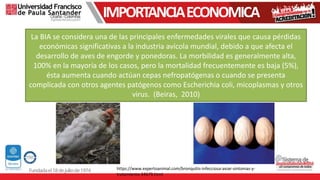 IMPORTANCIAECONOMICA
La BIA se considera una de las principales enfermedades virales que causa pérdidas
económicas significativas a la industria avícola mundial, debido a que afecta el
desarrollo de aves de engorde y ponedoras. La morbilidad es generalmente alta,
100% en la mayoría de los casos, pero la mortalidad frecuentemente es baja (5%),
ésta aumenta cuando actúan cepas nefropatógenas o cuando se presenta
complicada con otros agentes patógenos como Escherichia coli, micoplasmas y otros
virus. (Beiras, 2010)
https://www.expertoanimal.com/bronquitis-infecciosa-aviar-sintomas-y-
tratamiento-24679.html
 