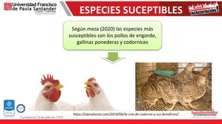 Según meza (2020) las especies más
susceptibles son los pollos de engorde,
gallinas ponederas y codornices
ESPECIES SUCEPTIBLES
https://elproductor.com/2019/06/la-cria-de-codorniz-y-sus-beneficios/
 