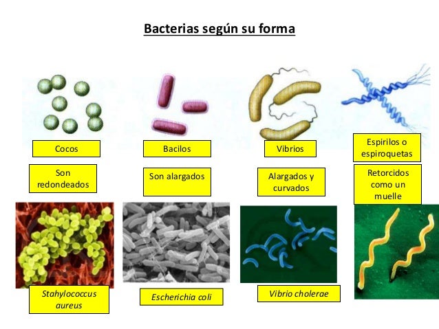 Resultat d'imatges de enfermedades bacterianas