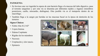 PATOGENIA
• En bovinos una vez ingerida la espora de esta bacteria llega a la mucosa del tubo digestivo, pasa
al torrente sanguíneo y por esta vía se disemina por diferentes tejidos y órganos (miembros
posteriores, cuello, miocardio, diafragma). Otra posible vía es el transporte dentro de un
macrófago.
• También llega a la sangre por heridas en las mucosas bucal en la época de dentición de los
terneros
Signos Clínicos
• Fiebre Alta 41,5-42º
• Cojera Intensa
• Edema Crepitante
• Rigidez de los miembros
• Necrosis
• Crepitación y olor rancio.
• Epistaxis
 