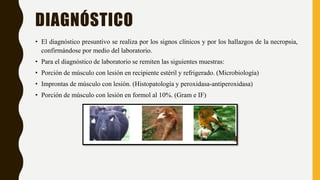 DIAGNÓSTICO
• El diagnóstico presuntivo se realiza por los signos clínicos y por los hallazgos de la necropsia,
confirmándose por medio del laboratorio.
• Para el diagnóstico de laboratorio se remiten las siguientes muestras:
• Porción de músculo con lesión en recipiente estéril y refrigerado. (Microbiología)
• Improntas de músculo con lesión. (Histopatología y peroxidasa-antiperoxidasa)
• Porción de músculo con lesión en formol al 10%. (Gram e IF)
 