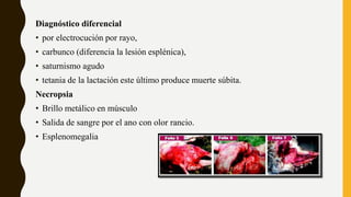 Diagnóstico diferencial
• por electrocución por rayo,
• carbunco (diferencia la lesión esplénica),
• saturnismo agudo
• tetania de la lactación este último produce muerte súbita.
Necropsia
• Brillo metálico en músculo
• Salida de sangre por el ano con olor rancio.
• Esplenomegalia
 