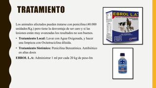 TRATAMIENTO
Los animales afectados pueden tratarse con penicilina (40.000
unidades/Kg.) pero tiene la desventaja de ser caro y si las
lesiones están muy avanzadas los resultados no son buenos.
• Tratamiento Local: Lavar con Agua Oxigenada, y hacer
una limpieza con Oxitetraciclina diluida.
• Tratamiento Sistémico: Penicilina Benzatinica. Antibiótico
en altas dosis
EBROL L.A: Administrar 1 ml por cada 20 kg de peso-Im
 