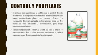 CONTROL Y PROFILAXIS
• El método más económico y viable para el control de esta
enfermedad es la aplicación sistemática de la vacunación del
rodeo, estableciendo planes con vacunas eficaces. La
vacunación debe ser realizada en los terneros entre los 3-6
meses de edad aplicando 2 inoculaciones, para luego
revacunar anualmente.
• Vacunación(Sintosept 5ml,SC,a partir de los 3 meses y
revacunación a los 21 dias, vacunar anualmente o cada 6
meses en zonas de prevalencia de la enfermedad.)
 