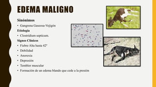 EDEMA MALIGNO
Sinónimos
• Gangrena Gaseosa-Vejigón
Etiología
• Clostridium septicum.
Signos Clínicos
• Fiebre Alta hasta 42º
• Debilidad
• Anorexia
• Depresión
• Temblor muscular
• Formación de un edema blando que cede a la presión
 