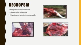 NECROPSIA
• Gangrena cutánea localizada
• Hemorragias subserosas
• Liquido cero sanguíneos en cavidades
 