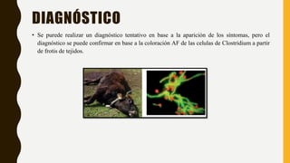 DIAGNÓSTICO
• Se purede realizar un diagnóstico tentativo en base a la aparición de los síntomas, pero el
diagnóstico se puede confirmar en base a la coloración AF de las celulas de Clostridium a partir
de frotis de tejidos.
 