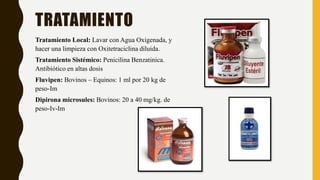 TRATAMIENTO
Tratamiento Local: Lavar con Agua Oxigenada, y
hacer una limpieza con Oxitetraciclina diluida.
Tratamiento Sistémico: Penicilina Benzatinica.
Antibiótico en altas dosis
Fluvipen: Bovinos – Equinos: 1 ml por 20 kg de
peso-Im
Dipirona microsules: Bovinos: 20 a 40 mg/kg. de
peso-Iv-Im
 