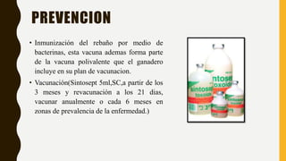 PREVENCION
• Inmunización del rebaño por medio de
bacterinas, esta vacuna ademas forma parte
de la vacuna polivalente que el ganadero
incluye en su plan de vacunacion.
• Vacunación(Sintosept 5ml,SC,a partir de los
3 meses y revacunación a los 21 dias,
vacunar anualmente o cada 6 meses en
zonas de prevalencia de la enfermedad.)
 
