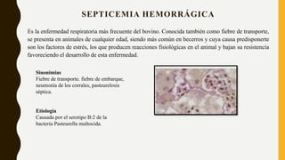 SEPTICEMIA HEMORRÁGICA
Es la enfermedad respiratoria más frecuente del bovino. Conocida también como fiebre de transporte,
se presenta en animales de cualquier edad, siendo más común en becerros y cuya causa predisponerte
son los factores de estrés, los que producen reacciones fisiológicas en el animal y bajan su resistencia
favoreciendo el desarrollo de esta enfermedad.
Sinonimias
Fiebre de transporte. fiebre de embarque,
neumonía de los corrales, pasteurelosis
séptica.
Etiología
Causada por el serotipo B:2 de la
bacteria Pasteurella multocida.
 