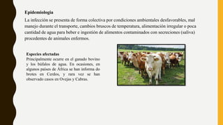 Epidemiologia
La infección se presenta de forma colectiva por condiciones ambientales desfavorables, mal
manejo durante el transporte, cambios bruscos de temperatura, alimentación irregular o poca
cantidad de agua para beber e ingestión de alimentos contaminados con secreciones (saliva)
procedentes de animales enfermos.
Especies afectadas
Principalmente ocurre en el ganado bovino
y los búfalos de agua. En ocasiones, en
algunos países de África se han informa do
brotes en Cerdos, y rara vez se han
observado casos en Ovejas y Cabras.
 