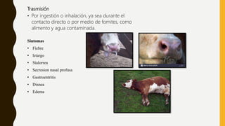 Trasmisión
• Por ingestión o inhalación, ya sea durante el
contacto directo o por medio de fomites, como
alimento y agua contaminada.
Síntomas
• Fiebre
• letargo
• Sialorrea
• Secresion nasal profusa
• Gastroentritis
• Disnea
• Edema
 