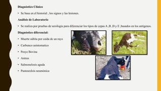 Diagnóstico Clínico
• Se basa en el historial , los signos y las lesiones.
Análisis de Laboratorio
• Se realiza por pruebas de serología para diferenciar los tipos de cepas A ,B ,D y E ,basados en los antígenos.
Diagnóstico diferencial:
• Muerte súbita por caída de un rayo
• Carbunco asintomatico
• Pesye Bovina
• Antrax
• Salmonelosis aguda
• Pasteurelois neumónica
 