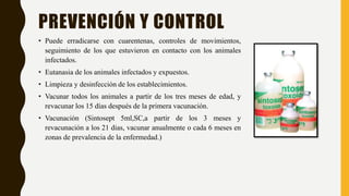 PREVENCIÓN Y CONTROL
• Puede erradicarse con cuarentenas, controles de movimientos,
seguimiento de los que estuvieron en contacto con los animales
infectados.
• Eutanasia de los animales infectados y expuestos.
• Limpieza y desinfección de los establecimientos.
• Vacunar todos los animales a partir de los tres meses de edad, y
revacunar los 15 días después de la primera vacunación.
• Vacunación (Sintosept 5ml,SC,a partir de los 3 meses y
revacunación a los 21 dias, vacunar anualmente o cada 6 meses en
zonas de prevalencia de la enfermedad.)
 