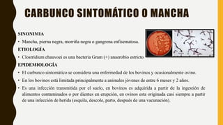 CARBUNCO SINTOMÁTICO O MANCHA
SINONIMIA
• Mancha, pierna negra, morriña negra o gangrena enfisematosa.
ETIOLOGÍA
• Clostridium chauvoei es una bacteria Gram (+) anaerobio estricto
EPIDEMIOLOGÍA
• El carbunco sintomático se considera una enfermedad de los bovinos y ocasionalmente ovino.
• En los bovinos está limitada principalmente a animales jóvenes de entre 6 meses y 2 años.
• Es una infección transmitida por el suelo, en bovinos es adquirida a partir de la ingestión de
alimentos contaminados o por dientes en erupción, en ovinos esta originada casi siempre a partir
de una infección de herida (esquila, descole, parto, después de una vacunación).
 