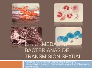 ENFERMEDADES
BACTERIANAS DE
TRANSMISIÓN SEXUAL
Neisseria gonorrhoeae, Treponema pallidum,
Haemophylus ducreyi, Gardnerella vaginalis y Chlamydia
trachomatis.

 