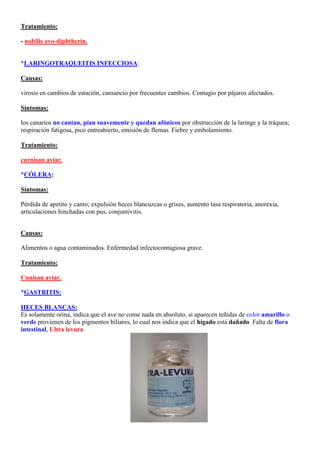 Tratamiento:

- nobilis ovo-diphtherin.


*LARINGOTRAQUEITIS INFECCIOSA:

Causas:

virosis en cambios de estación, cansancio por frecuentes cambios. Contagio por pájaros afectados.

Síntomas:

los canarios no cantan, pían suavemente y quedan afónicos por obstrucción de la laringe y la tráquea;
respiración fatigosa, pico entreabierto, emisión de flemas. Fiebre y embolamiento.

Tratamiento:

curnisan aviar.

*CÓLERA:

Síntomas:

Pérdida de apetito y canto; expulsión heces blancuzcas o grises, aumento tasa respiratoria, anorexia,
articulaciones hinchadas con pus, conjuntivitis.


Causas:

Alimentos o agua contaminados. Enfermedad infectocontagiosa grave.

Tratamiento:

Cunisan aviar.

*GASTRITIS:

HECES BLANCAS:
Es solamente orina, indica que el ave no come nada en absoluto, si aparecen teñidas de color amarillo o
verde provienen de los pigmentos biliares, lo cual nos indica que el hígado está dañado. Falta de flora
intestinal, Ultra levura
 