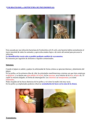 *COLIBACILOSIS, o (SEPTICEMIA DE PSEUDOMONAS)




Esta causada por una infección bacteriana de Escherichia coli (E-coli), esta bacteria habita normalmente el
tracto intestinal de todos los animales y aprovecha estados bajos o de estrés del animal para provocar la
infección.
La identificación exacta solo es posible mediante análisis de excrementos.
Se transmite por ingestión de alimentos o líquidos contaminados.


Síntomas:

Cuando el pájaro es adulto y padece la enfermedad de forma crónica se aprecian diarreas y abatimiento del
pájaro.
En los pollos, en los primeros días de vida, las principales manifestaciones externas son que éstos empiezan
a adelgazar, y se denota una gran palidez en la piel, en las mucosas, en el interior de la boca, el pico etc. El
cuello se muestra delgado, en forma de interrogación. Los intestinos se transparentan y se notan
inflamados.
Nidos mojados de las heces diarreicas de los pollos y ver cómo la madre está muy sucia.
En los pollos ya emplumados podemos observar acumulación de heces en la zona de la cloaca.




Tratamiento:
 