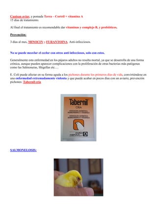 Cunisan aviar, y pomada Terra – Cortril + vitamina A
15 días de tratamiento.

Al final el tratamiento es recomendable dar vitaminas y complejo B, y probióticos.

Prevención:

3 días al mes, MINOCIN y FURANTOINA. Anti-infecciosos.


No se puede mezclar el ceclor con otros anti infecciosos, solo con estos.

Generalmente esta enfermedad en los pájaros adultos no resulta mortal, ya que se desarrolla de una forma
crónica, aunque pueden aparecer complicaciones con la proliferación de otras bacterias más patógenas
como las Salmoneras, Shigellas etc.…

E. Coli puede afectar en su forma aguda a los pichones durante los primeros días de vida, convirtiéndose en
una enfermedad extremadamente violenta y que puede acabar en pocos días con un aviario, prevención
pichones: Tabernil cría




SALMONELOSIS:
 