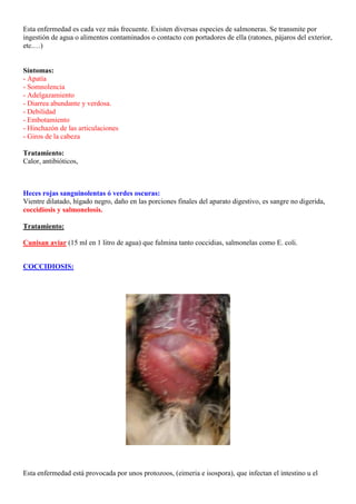 Esta enfermedad es cada vez más frecuente. Existen diversas especies de salmoneras. Se transmite por
ingestión de agua o alimentos contaminados o contacto con portadores de ella (ratones, pájaros del exterior,
etc.…)


Síntomas:
- Apatía
- Somnolencia
- Adelgazamiento
- Diarrea abundante y verdosa.
- Debilidad
- Embotamiento
- Hinchazón de las articulaciones
- Giros de la cabeza

Tratamiento:
Calor, antibióticos,



Heces rojas sanguinolentas ó verdes oscuras:
Vientre dilatado, hígado negro, daño en las porciones finales del aparato digestivo, es sangre no digerida,
coccidiosis y salmonelosis.

Tratamiento:

Cunisan aviar (15 ml en 1 litro de agua) que fulmina tanto coccidias, salmonelas como E. coli.


COCCIDIOSIS:




Esta enfermedad está provocada por unos protozoos, (eimeria e isospora), que infectan el intestino u el
 