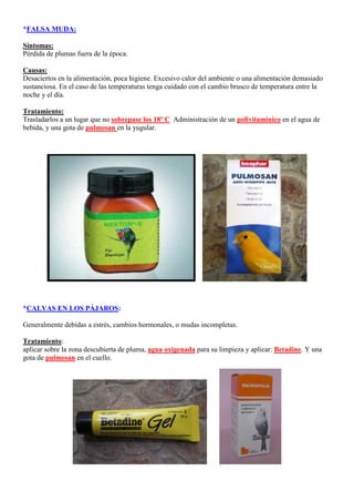 *FALSA MUDA:

Síntomas:
Pérdida de plumas fuera de la época.

Causas:
Desaciertos en la alimentación, poca higiene. Excesivo calor del ambiente o una alimentación demasiado
sustanciosa. En el caso de las temperaturas tenga cuidado con el cambio brusco de temperatura entre la
noche y el día.

Tratamiento:
Trasladarlos a un lugar que no sobrepase los 18º C. Administración de un polivitamínico en el agua de
bebida, y una gota de pulmosan en la yugular.




*CALVAS EN LOS PÁJAROS:

Generalmente debidas a estrés, cambios hormonales, o mudas incompletas.

Tratamiento:
aplicar sobre la zona descubierta de pluma, agua oxigenada para su limpieza y aplicar: Betadine. Y una
gota de pulmosan en el cuello.
 