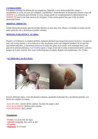 CANIBALISMO:
Los pájaros picotean las plumas de sus congéneres, llegando a veces hasta producirles sangre y
acostumbrar se a ella, en casos de verdadero "canibalismo". Generalmente un tratamiento externo a base de
SERIPICA es suficiente para eliminar el vicio, aunque puede ser complementaria la administración de
SERIMUDA para evitar toda carencia de nitrógeno. Como norma general hay que evitar las jaulas
demasiado llenas.

HERIDAS ABIERTAS:

Échale flamacide pomada, para las heridas abiertas, en diez días, listo. Busca a ver donde se meten con las
patas, pasta de cría, y desinfecta el jaulón voladera.

HONGOS, PARASITOS Y ACAROS.


Puedes ir a la farmacia y comprar también, cualquier producto que tenga ketoconazol en polvo y sea para la
piel, esto es muy bueno, y se lo echas en el sitio sin plumas, junto con cualquier producto de los que hay
aquí arriba indicados, si encuentras pulmosan le echas dos gotas en el cuello, se lo restriegas bien y una
gota en la comisura del pico, si es Frontline igual, y luego al otro día le echas el ketoconazol polvo, para los
hongos de la piel, exterior. Dos veces al día hasta que se mejore. Repetir con el pulmosan a los 15 días.



*ACAROS DE LAS PLUMAS:




Existen diferentes tipos, viven del plumón o plumas, quedando el plumaje feo y las plumas partidas, son
fáciles de combatir con spray.

Acaro del cañón: interior de los cañones. Se nutre de sangre y piel.
Acaro de las barbulas: barbulas piel y pluma.
Acaro del plumón: piel y pluma.


Tratamiento:

- Ivomec 1cc en un litro de Agua.
- tabernil vermicida. Dos veces al año.
- Frontline.
- Pulmosan. Es el mejor.
 