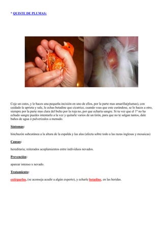 * QUISTE DE PLUMAS:




Coje un cutes, y le haces una pequeña incisión en uno de ellos, por la parte mas amarilla(plumas), con
cuidado le aprieta y sale, le echas betadine que cicatrice, cuando veas que este curándose, se lo haces a otro,
siempre por la parte mas clara del bulto por la roja no, por que echaría sangre. Si tu vez que el 1º no ha
echado sangre puedes intentarlo a la vez y quitarle varios de un tirón, para que no te salgan tantos, dale
baños de agua ó pulverízalos a menudo.

Síntomas:

hinchazón subcutánea a la altura de la espalda y las alas (afecta sobre todo a las razas inglesas y mosaicas)

Causas:

hereditaria; reiterados acoplamientos entre individuos nevados.

Prevención:

aparear intenso x nevado.

Tratamiento:

extirparlos, (se aconseja acudir a algún experto), y echarle betadine, en las heridas.
 