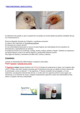*TRICOMONIOSIS; MOFLETONES.




La diferencia más grande es que la conjuntivitis no produce el círculo pelado tan perfecto alrededor del ojo.
Las Trichomonosis si.

Protozoo flagelado formado por 4 flagelos y membrana recurrente.
La especie más importante es Trichomonas gallinae.
Se transmite por contacto directo.
Es una enfermedad primaria pero se asocia a la poca higiene, por mala higiene de los comederos en
fermentación y superpoblación de animales.
Se producen lesiones en la orofaringe, esófago, buches, tráquea, pulmón e hígado. También en respiratorio.
Las placas blancas se dan en la mucosa digestiva, produciendo material caseoso.
Hay ingluvitis (buche) y estomatitis (cavidad oral), vómitos y diarreas.

Tratamiento:

consiste en nitroimidazoles (Metronidazol, Amidazol y derivados).
Flágil o spartrix y pomada terra cortil.

El Spartrix es mejor, porque mientras con el frágil el tiempo de recuperación es largo, con el spartrix dura
solo 3, o 4 días, pero tener siempre encuentra que el tratamiento tiene que ser rápido, al menor síntoma de
la enfermedad, ¿como se detecta:? 1º ojo lagrimoso, 2º plumas alrededor del ojo pegadas, y lo mas
importante, una pequeña irritación bajo del ojo, si se dan estos tres supuestos juntos lo mas seguro son
tricomonas, es el momento de actuar, cualquier medicamento especifico contra esta enfermedad no hará
efecto si el pájaro está muy contaminado.
 