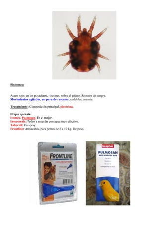 Síntomas:


Acaro rojo: en los posaderos, rincones, sobre el pájaro. Se nutre de sangre.
Movimientos agitados, no para de rascarse, endebles, anemia.

Tratamiento: Composición principal, piretrina.

El que queráis.
Ivomec. Pulmosan. Es el mejor.
Insectornic: Polvo a mezclar con agua muy efectivo.
Tabernil: En spray.
Frontline: Antiacaros, para perros de 2 a 10 kg. De peso.
 
