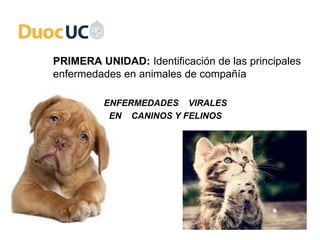 PRIMERA UNIDAD: Identificación de las principales
enfermedades en animales de compañía
ENFERMEDADES VIRALES
EN CANINOS Y FELINOS
 